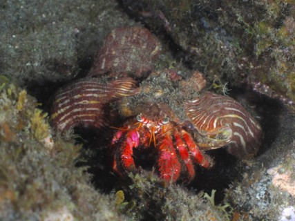 Large red hermit crab