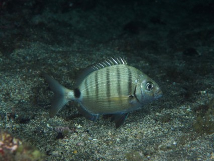 White seabream