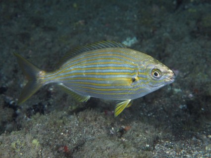 Salema porgy