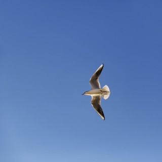 Black-headed Black-headed Gull
