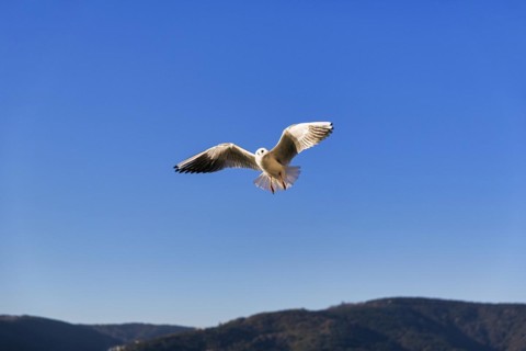 Black-headed gull