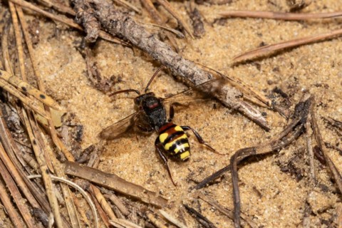 Red wasp bee with open wings sitting on sand from behind