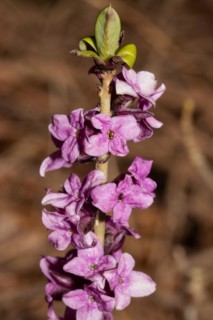 Common daphne branch with green leaves and some open purple flowers