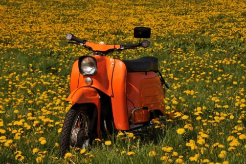Moped Schwalbe from the GDR in a dandelion meadow
