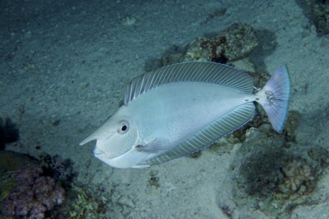 Short-nosed unicornfish