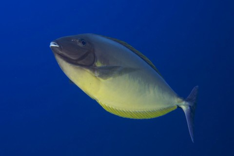 Bluetail unicornfish