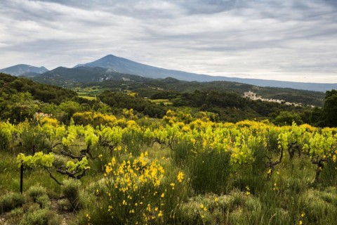Medieval mountain village and Mont Ventoux