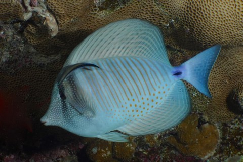 Desjardins sailfin tang