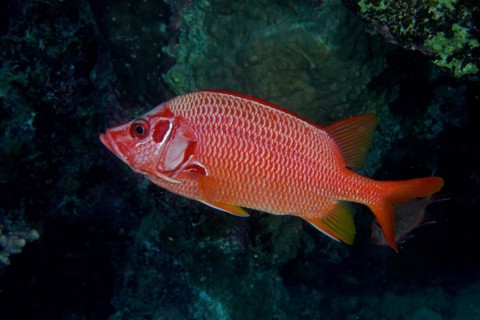 Sabre squirrelfish