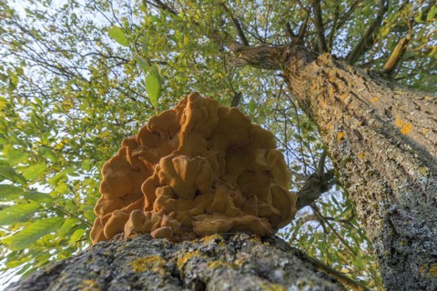 Sulphur polypore
