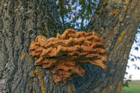 Sulphur polypore