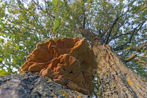 Sulphur polypore