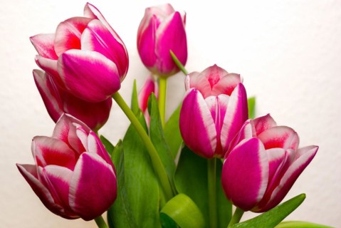 Cut flowers in a vase