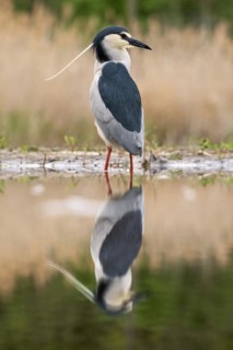 Black crowned night heron