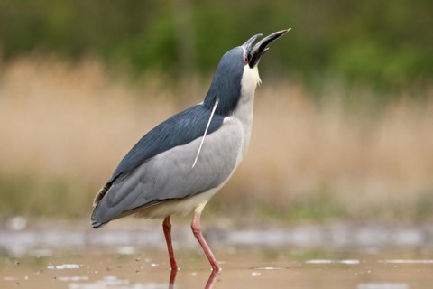 Black crowned night heron