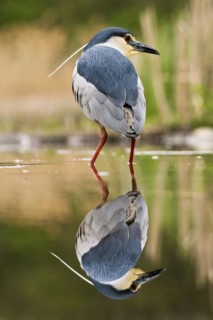 Black crowned night heron