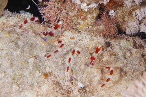 Two specimens of banded coral shrimp