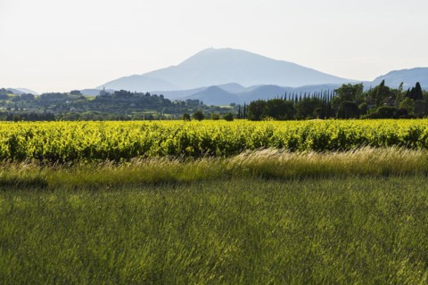 Mont Ventoux and cypress avenue