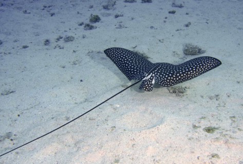 Spotted eagle ray