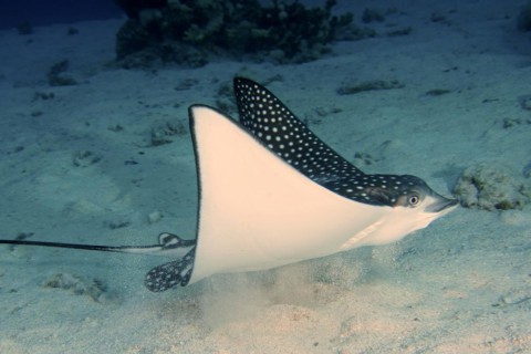 Spotted eagle ray