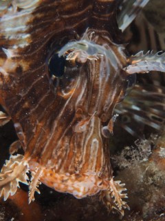 Portrait of pacific red lionfish