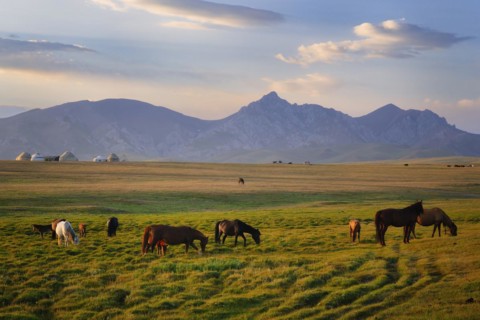 Horses grazing in the steppe at sunset