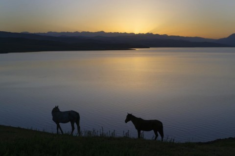 Horses along the lakeshore at sunrise