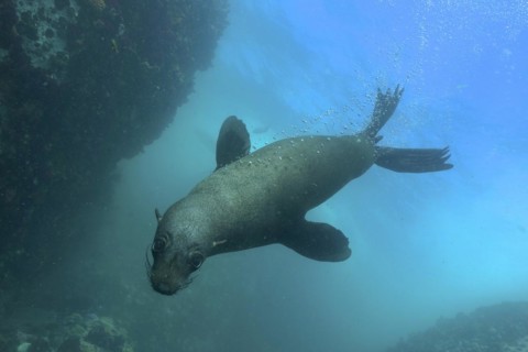 Cape fur seal