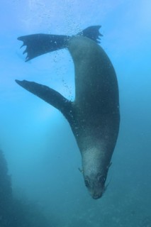 Cape fur seal