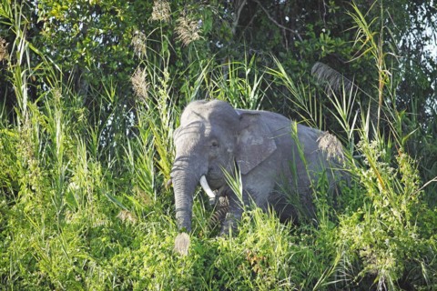 Borneo pygmy elephant