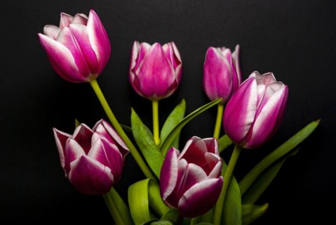 Cut flowers in a vase