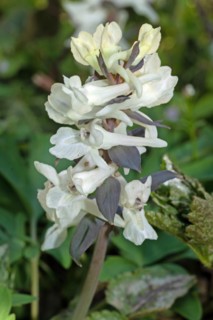 Hollow larkspur Inflorescence with a few yellow and white flowers