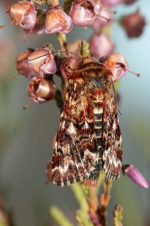 Heather variegated owl Butterfly with closed wings hanging on flowering heather from behind