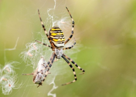 Wasp spider