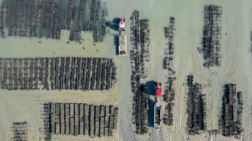The oyster beds