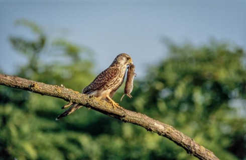 Common kestrel