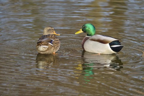 Mallard