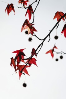 Sweetgum