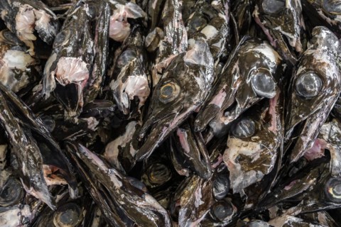 Edible fish