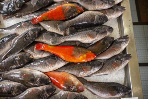 Edible fish