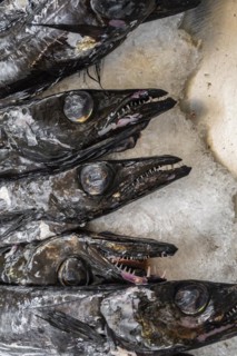 Edible fish