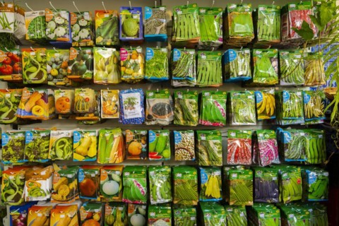 Plant seed stall at the Mercado dos Lavradores