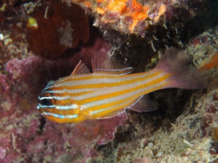 Golden-striped cardinalfish