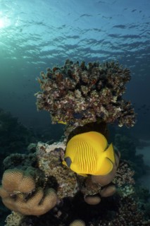 Bluecheek butterflyfish
