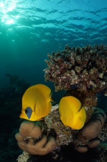 A pair of bluecheek butterflyfish