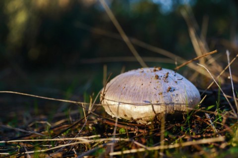 Close-up of a brown mushroom among pine branches illuminated by sunlight