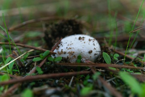 Close-up of a mushroom