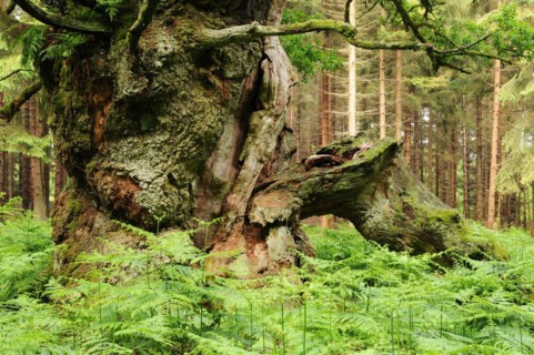 Court oak tree