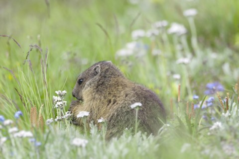 Alpine marmot
