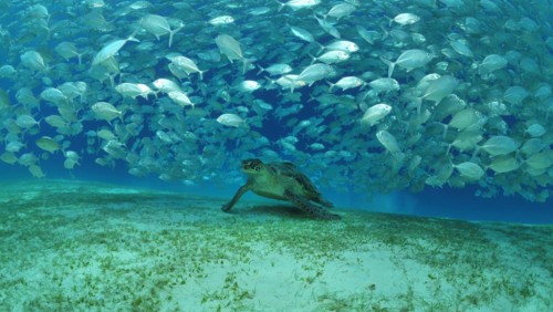 Sea turtles